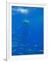 Great White Shark-DLILLC-Framed Photographic Print