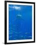 Great White Shark-DLILLC-Framed Photographic Print