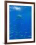 Great White Shark-DLILLC-Framed Photographic Print