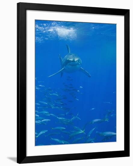 Great White Shark-DLILLC-Framed Photographic Print