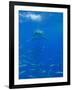 Great White Shark-DLILLC-Framed Photographic Print