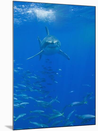 Great White Shark-DLILLC-Mounted Photographic Print