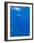 Great White Shark-DLILLC-Framed Photographic Print