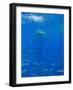 Great White Shark-DLILLC-Framed Photographic Print