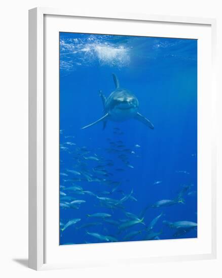 Great White Shark-DLILLC-Framed Photographic Print