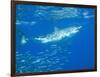 Great White Shark-DLILLC-Framed Photographic Print