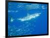 Great White Shark-DLILLC-Framed Photographic Print