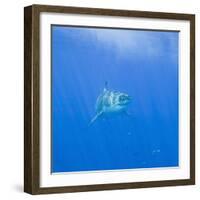 Great White Shark-DLILLC-Framed Photographic Print