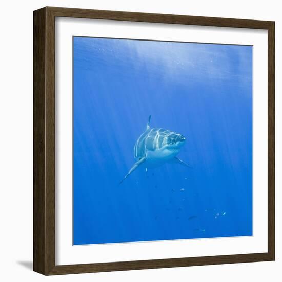 Great White Shark-DLILLC-Framed Photographic Print