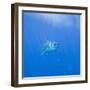 Great White Shark-DLILLC-Framed Photographic Print