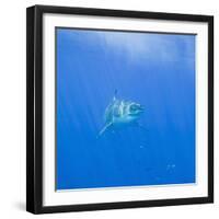 Great White Shark-DLILLC-Framed Photographic Print