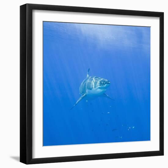 Great White Shark-DLILLC-Framed Photographic Print