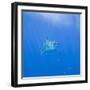 Great White Shark-DLILLC-Framed Photographic Print