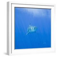 Great White Shark-DLILLC-Framed Photographic Print