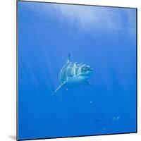 Great White Shark-DLILLC-Mounted Photographic Print