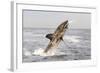 Great White Shark-null-Framed Photographic Print