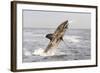 Great White Shark-null-Framed Photographic Print