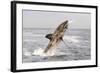 Great White Shark-null-Framed Photographic Print