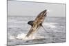 Great White Shark-null-Mounted Photographic Print