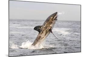 Great White Shark-null-Mounted Photographic Print