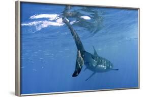 Great White Shark-null-Framed Photographic Print