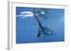 Great White Shark-null-Framed Photographic Print