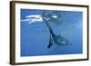 Great White Shark-null-Framed Photographic Print