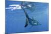 Great White Shark-null-Mounted Photographic Print