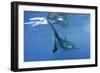 Great White Shark-null-Framed Photographic Print