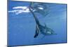 Great White Shark-null-Mounted Photographic Print