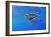 Great White Shark-null-Framed Photographic Print