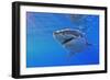 Great White Shark-null-Framed Photographic Print