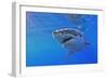 Great White Shark-null-Framed Photographic Print