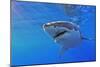 Great White Shark-null-Mounted Photographic Print