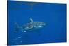 Great White Shark-DLILLC-Stretched Canvas