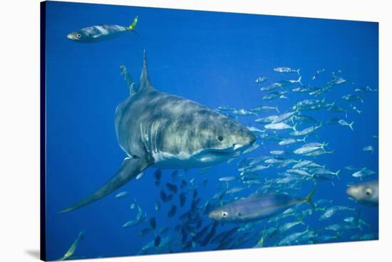 Great White Shark-DLILLC-Stretched Canvas