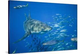 Great White Shark-DLILLC-Stretched Canvas