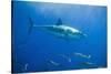 Great White Shark-DLILLC-Stretched Canvas