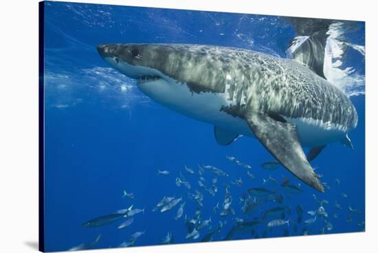 Great White Shark-DLILLC-Stretched Canvas