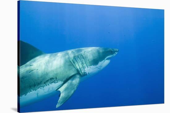 Great White Shark-DLILLC-Stretched Canvas