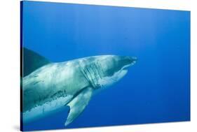 Great White Shark-DLILLC-Stretched Canvas