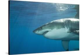 Great White Shark-DLILLC-Stretched Canvas