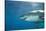 Great White Shark-DLILLC-Stretched Canvas