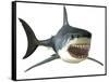 Great White Shark-null-Framed Stretched Canvas