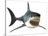 Great White Shark-null-Stretched Canvas