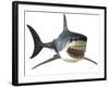 Great White Shark-null-Framed Art Print