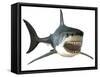 Great White Shark-null-Framed Stretched Canvas