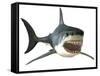 Great White Shark-null-Framed Stretched Canvas