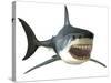 Great White Shark-null-Stretched Canvas