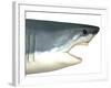 Great White Shark-Stocktrek Images-Framed Art Print